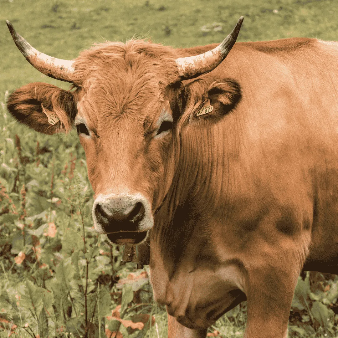 Our farm ,